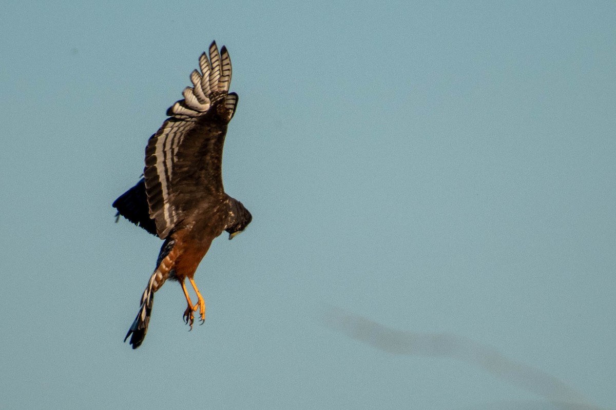 Long-winged Harrier - ML287901591