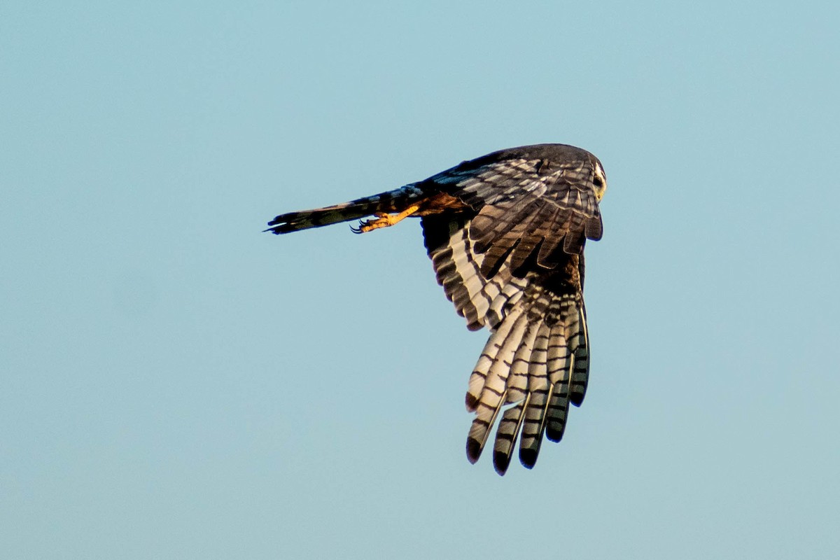 Long-winged Harrier - ML287901611