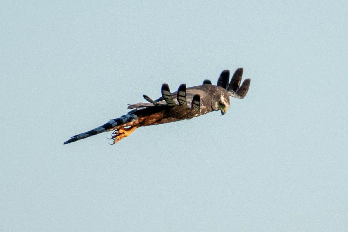 Long-winged Harrier - ML287901651