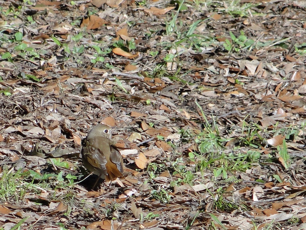 Hermit Thrush - ML287905581