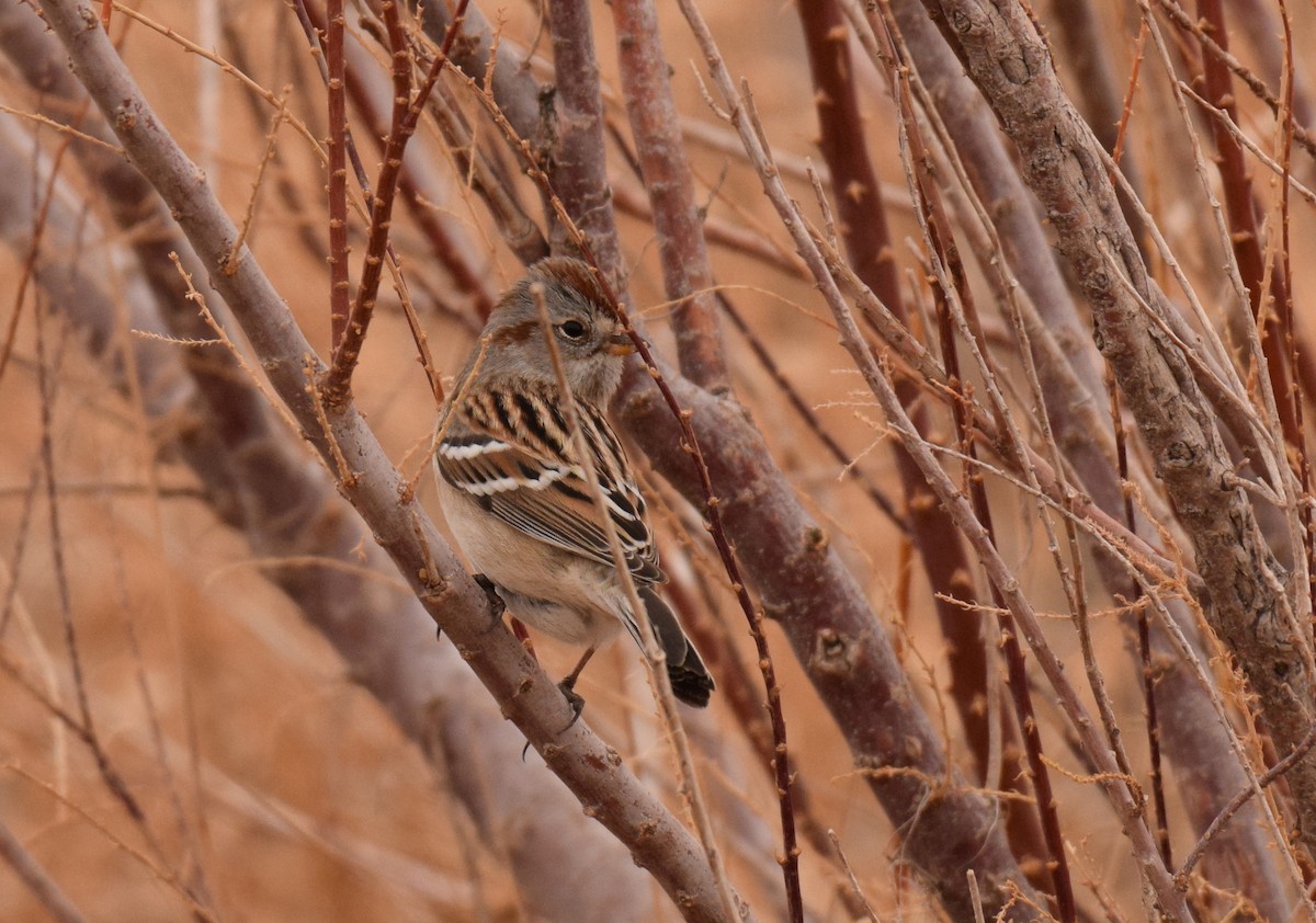 American Tree Sparrow - ML287905841