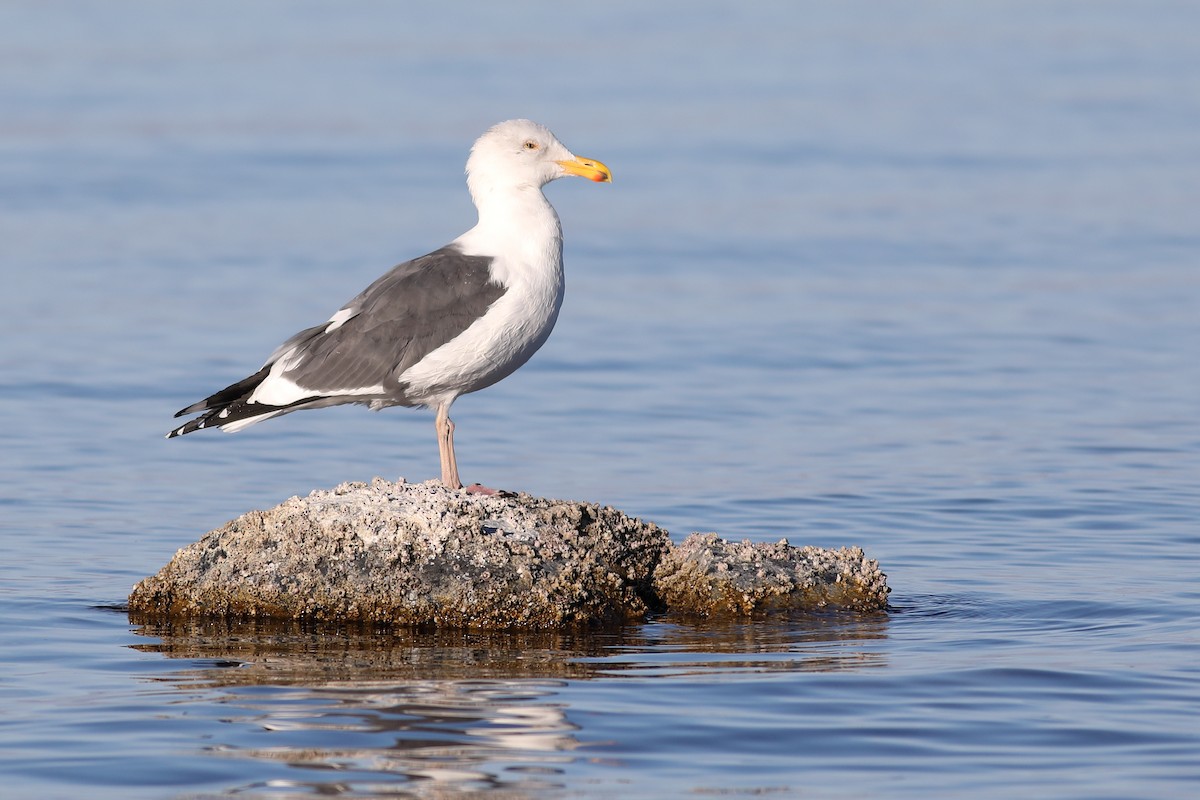 Western Gull - ML287907801