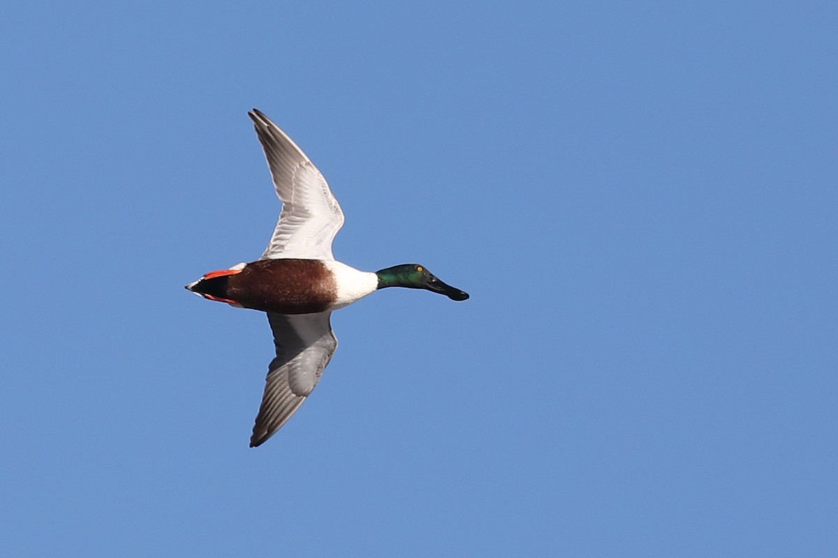 Northern Shoveler - Graham Montgomery