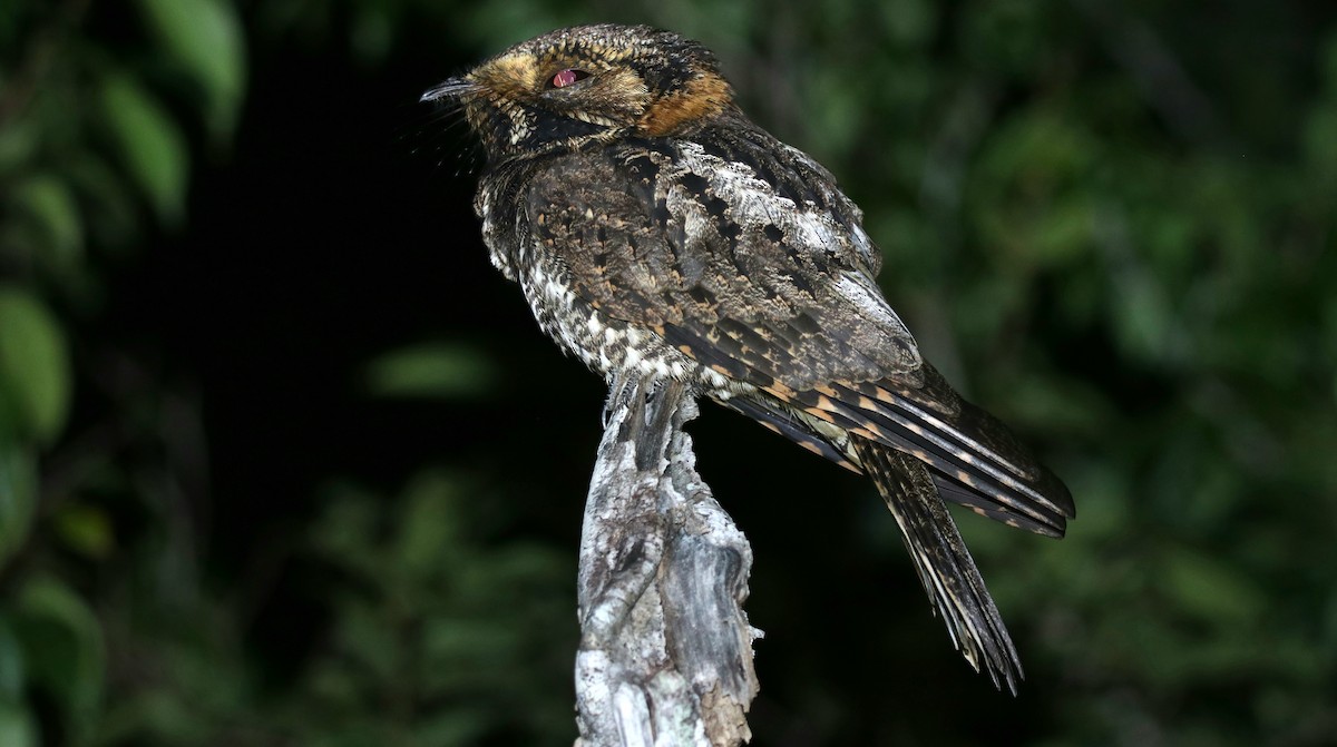 Yucatan Nightjar - ML287909981