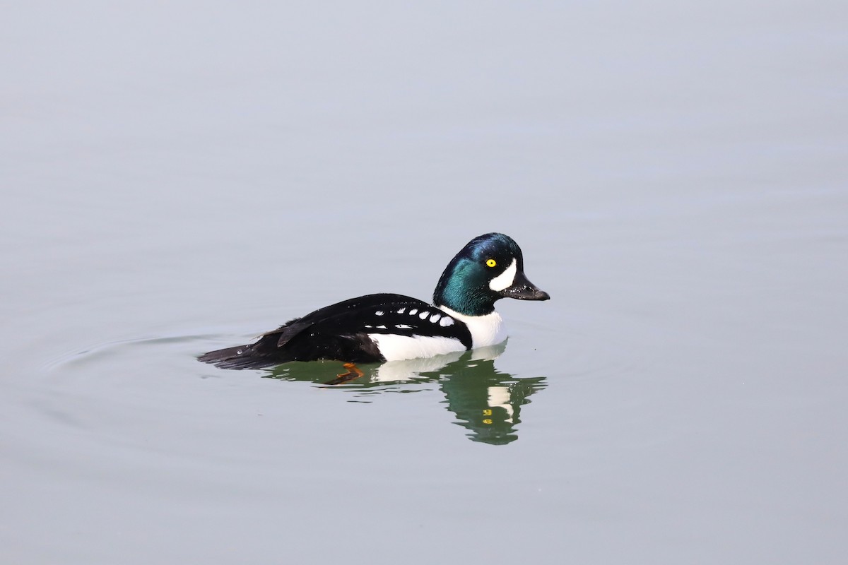 Barrow's Goldeneye - Alex Rinkert