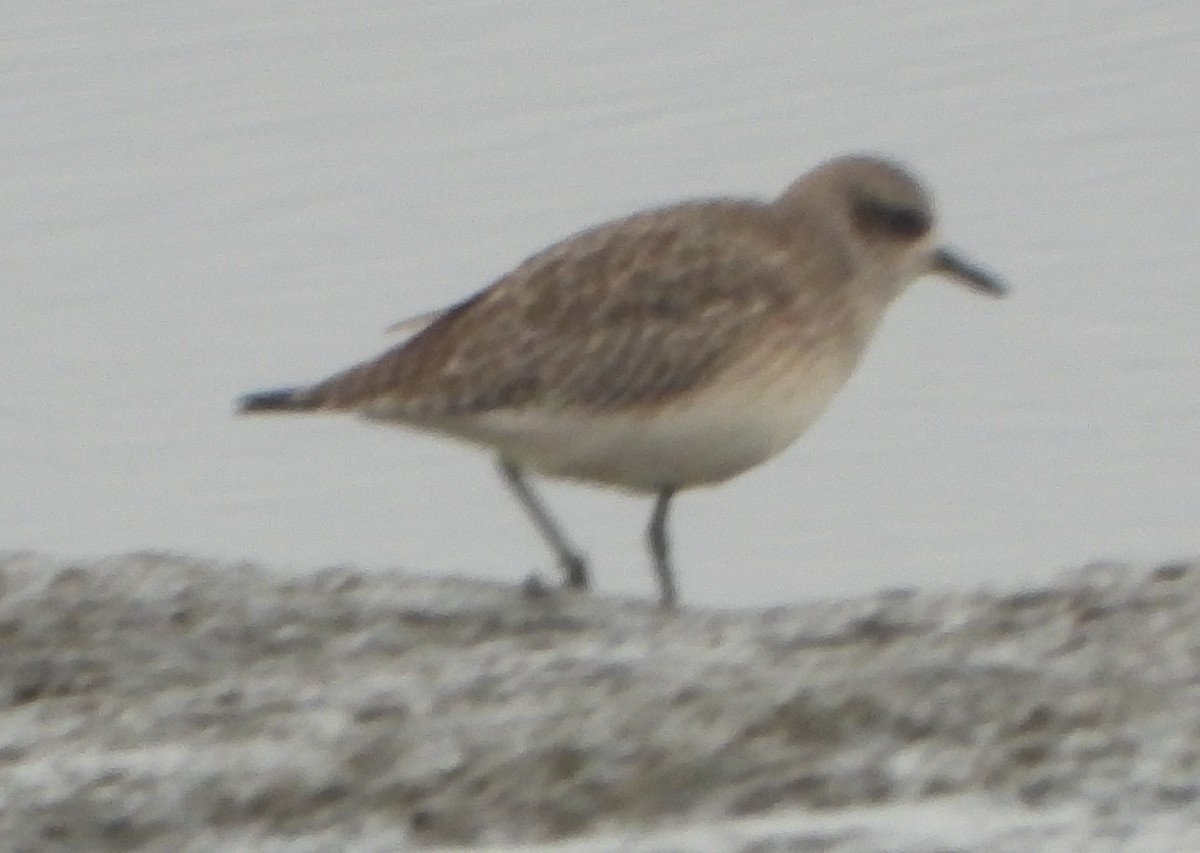 Black-bellied Plover - ML287912421