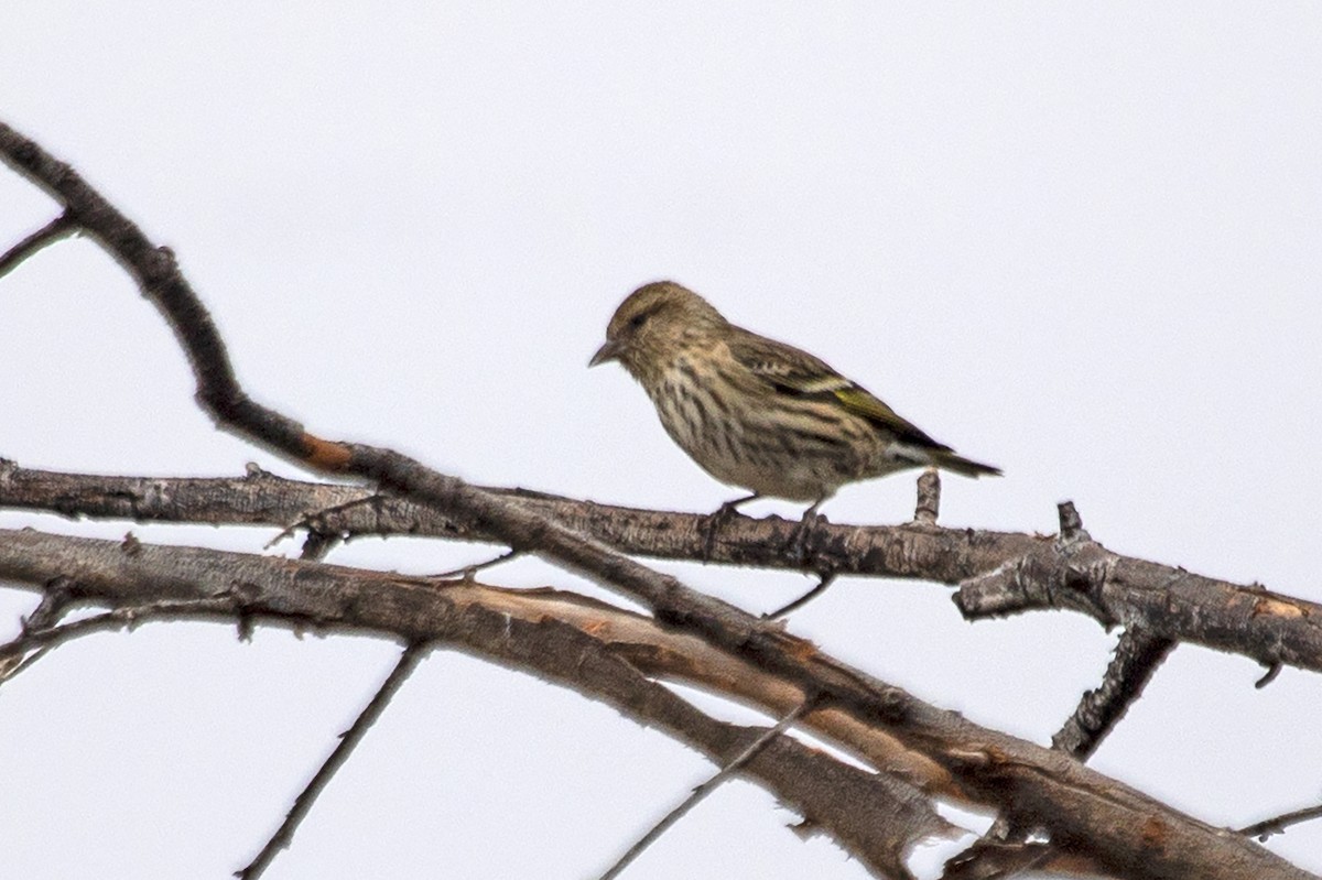 Pine Siskin - ML287914081