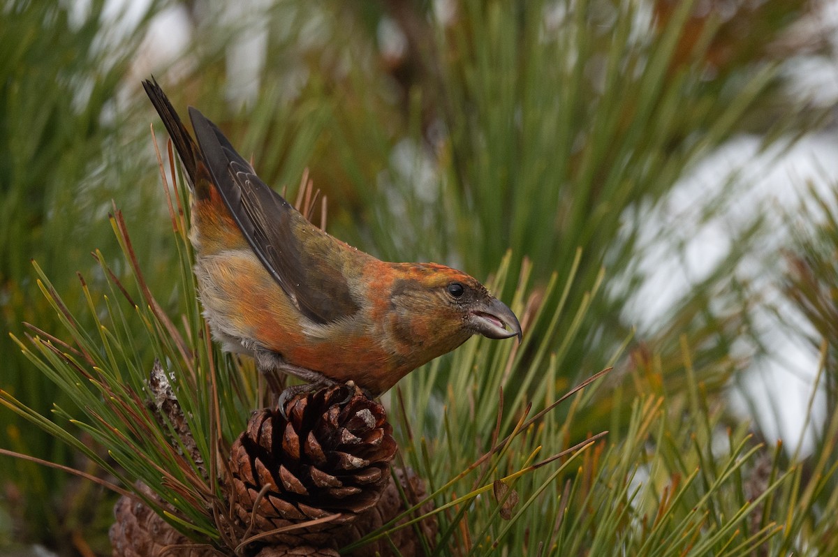Red Crossbill (Northeastern or type 12) - Stephen Davies