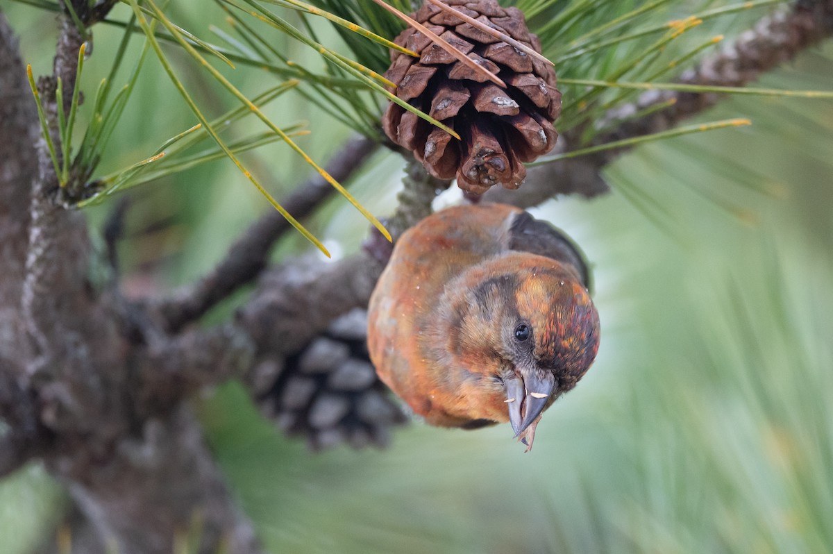 Red Crossbill (Northeastern or type 12) - Stephen Davies