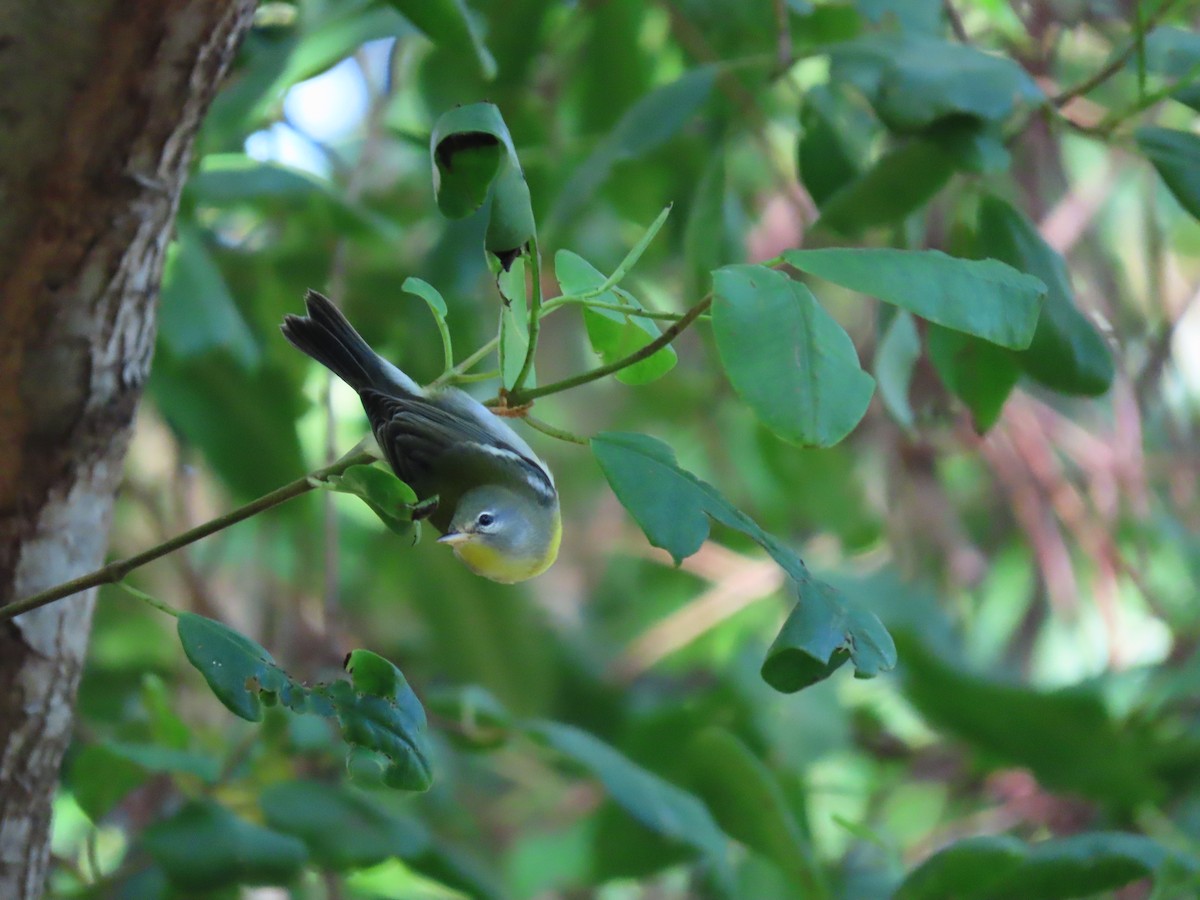 Northern Parula - ML287918741