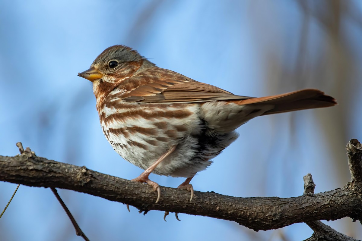 Fox Sparrow - ML287920581