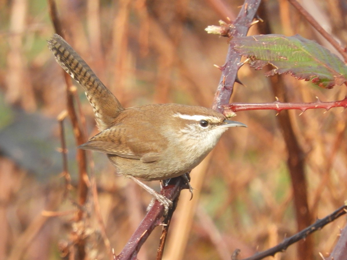 Bewick's Wren - ML287921231