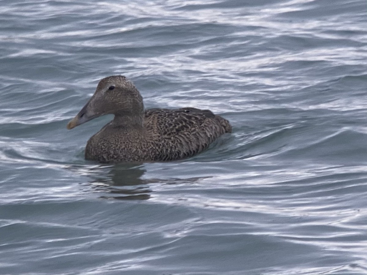 Common Eider - Nick Hajdukovich