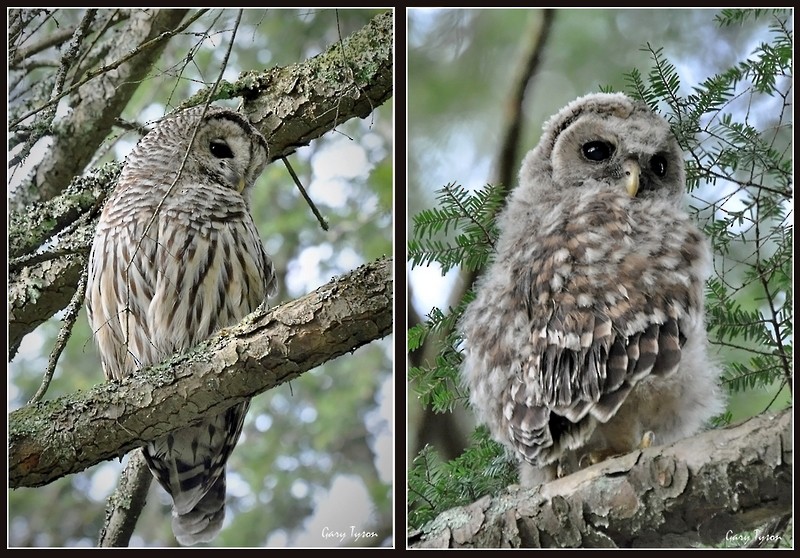 Barred Owl - ML28792351