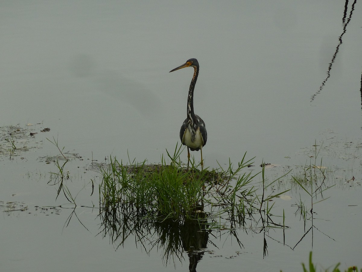 Tricolored Heron - ML287923671