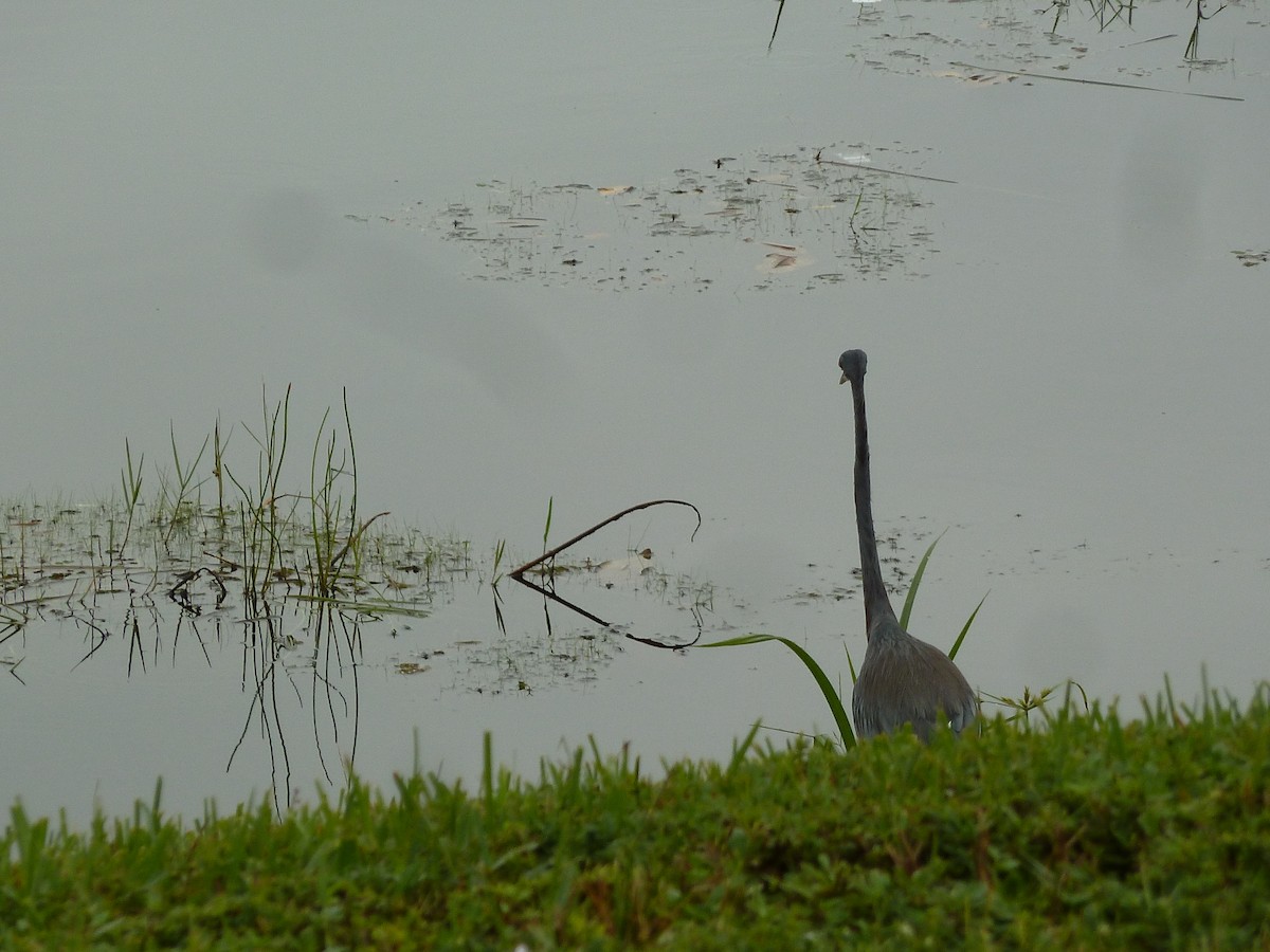 Tricolored Heron - ML287923691