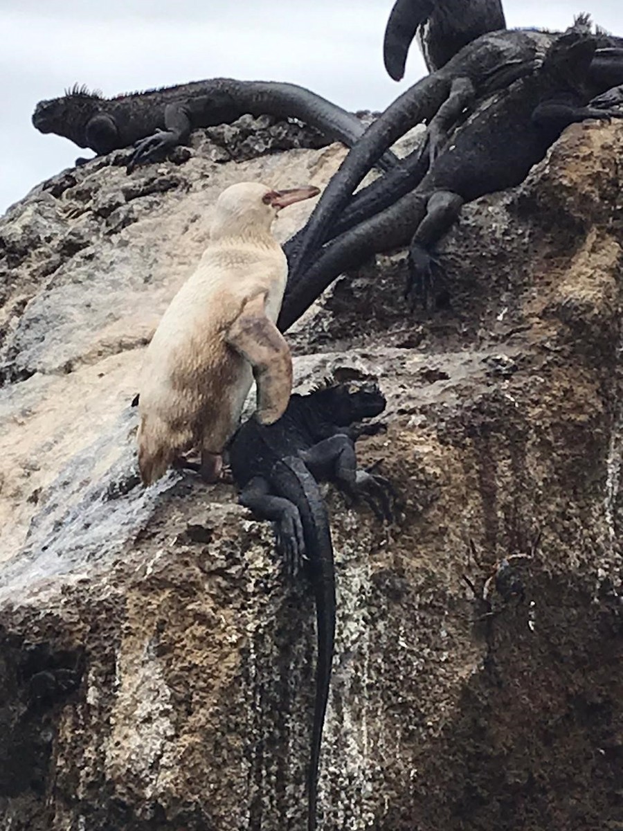 Galapagos Penguin - ML287924021