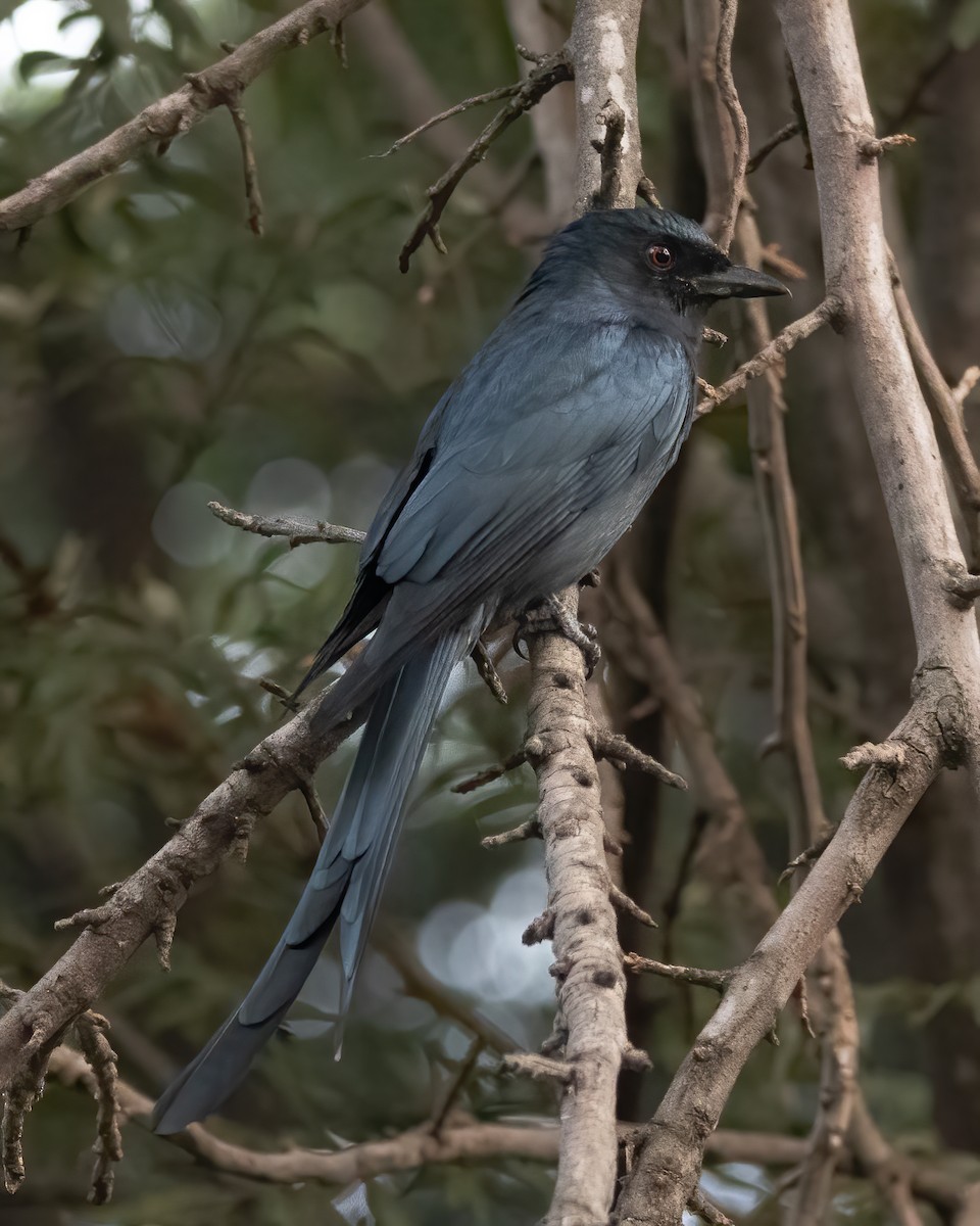 Black Drongo - Kalpesh Krishna