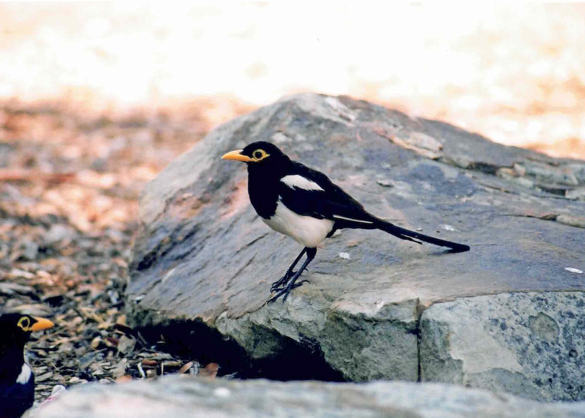 Yellow-billed Magpie - ML287926661