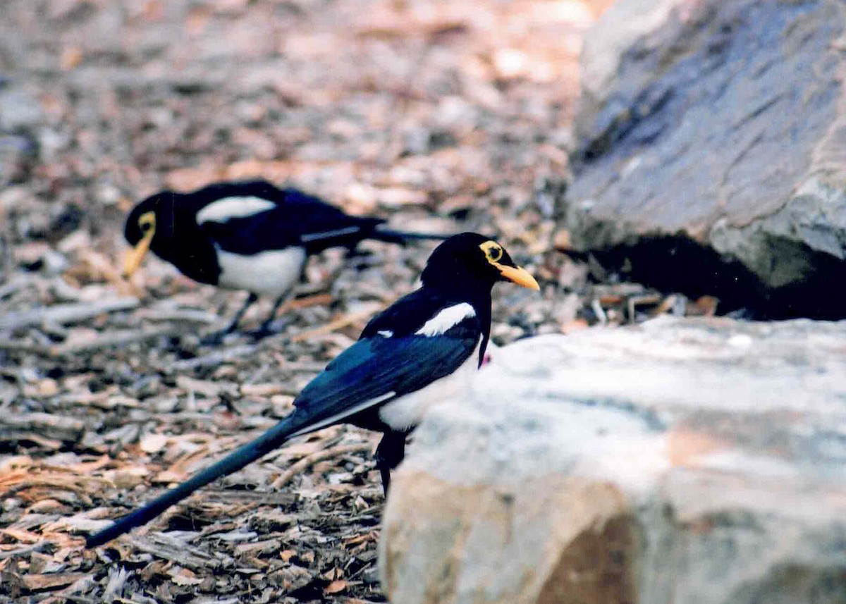 Yellow-billed Magpie - ML287926671