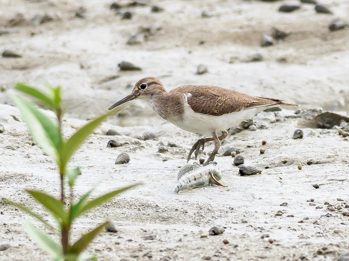 Common Sandpiper - Karyne Wee