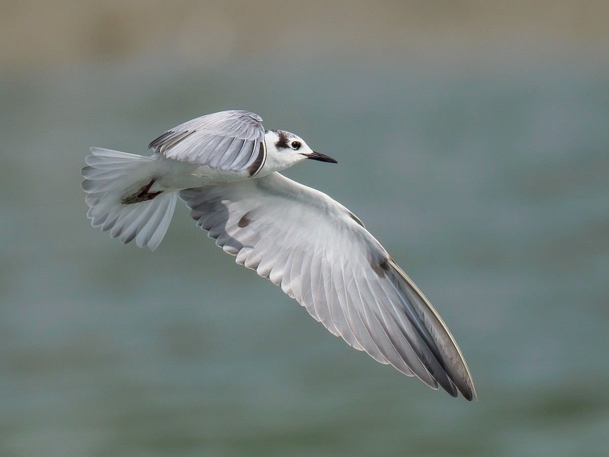 White-winged Tern - Karyne Wee