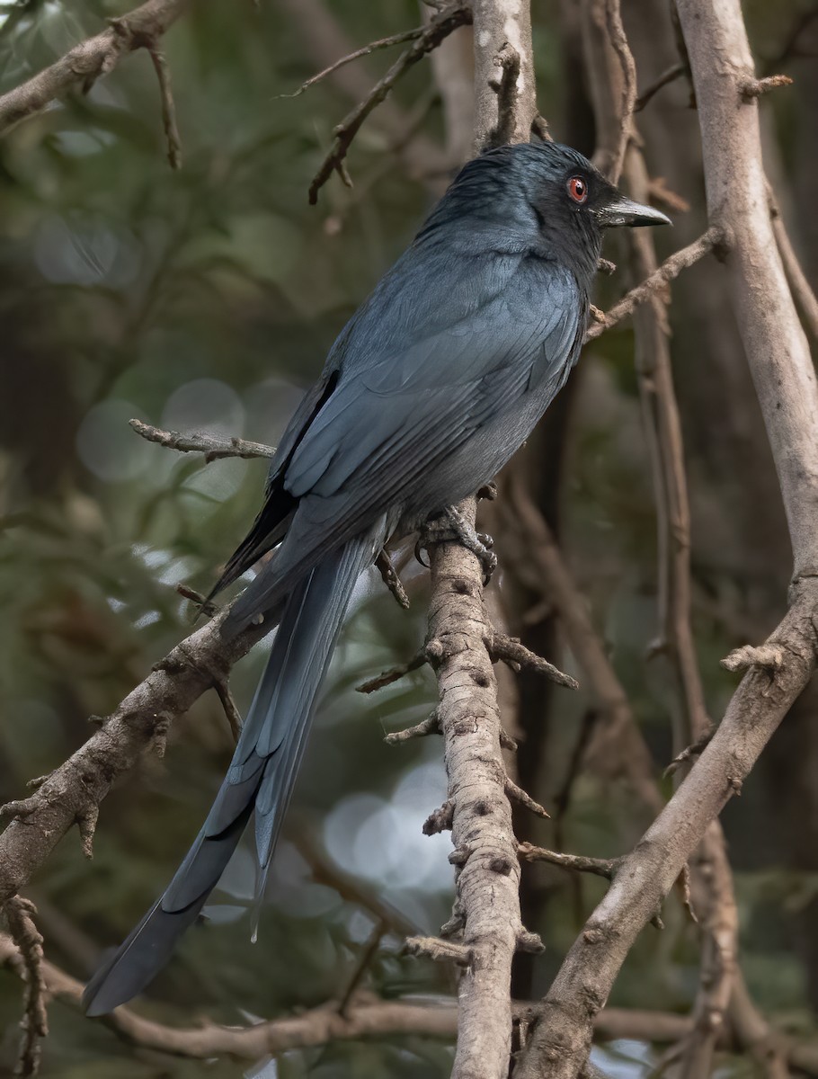 Black Drongo - Kalpesh Krishna