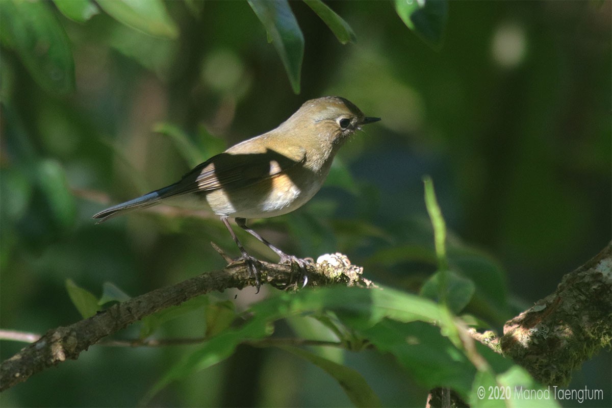 Red-flanked/Himalayan Bluetail - ML287931291