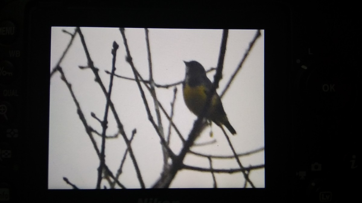 Yellow-bellied Flowerpecker - ML287933061