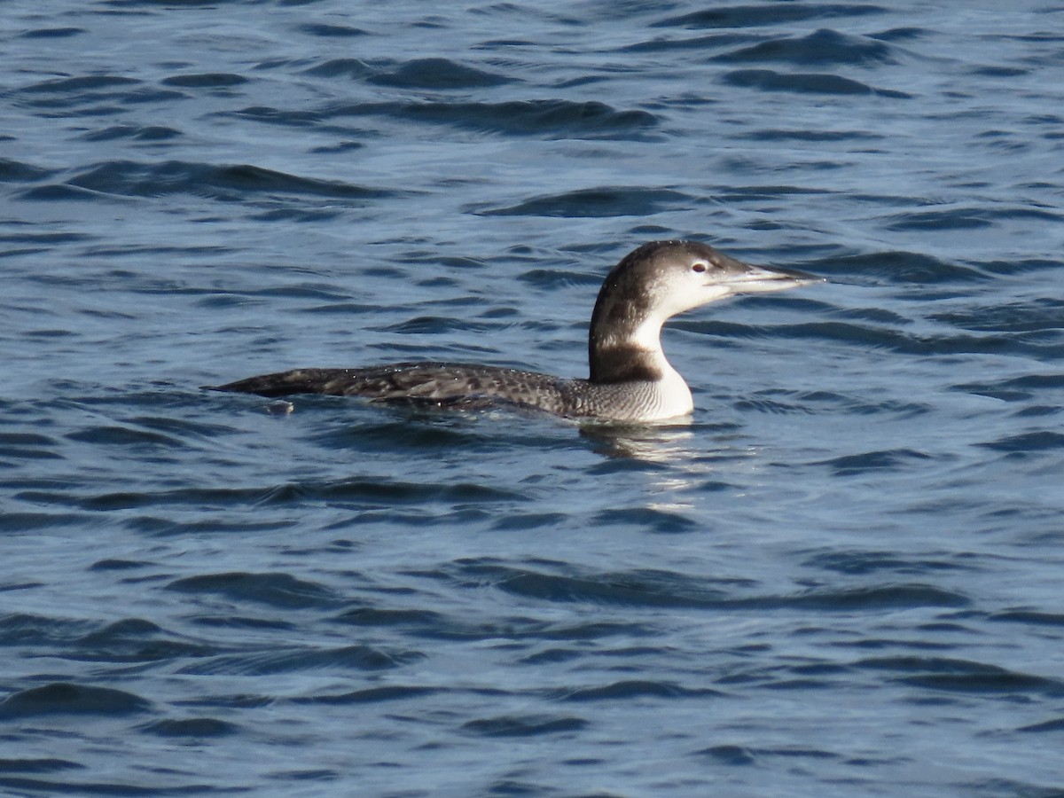 Common Loon - Kevin McGrath