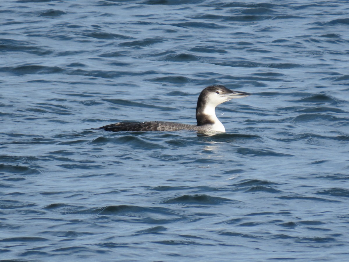 Common Loon - Kevin McGrath