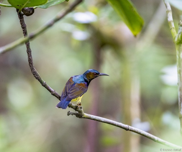 Brown-throated Sunbird - ML287934081