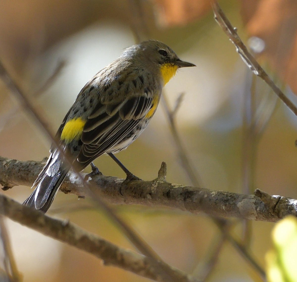 Yellow-rumped Warbler (Audubon's) - ML287935161