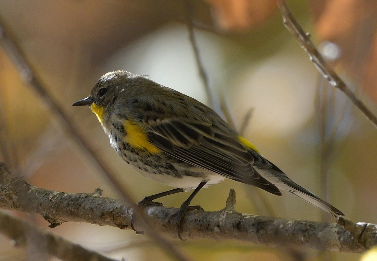 Yellow-rumped Warbler (Audubon's) - ML287935181