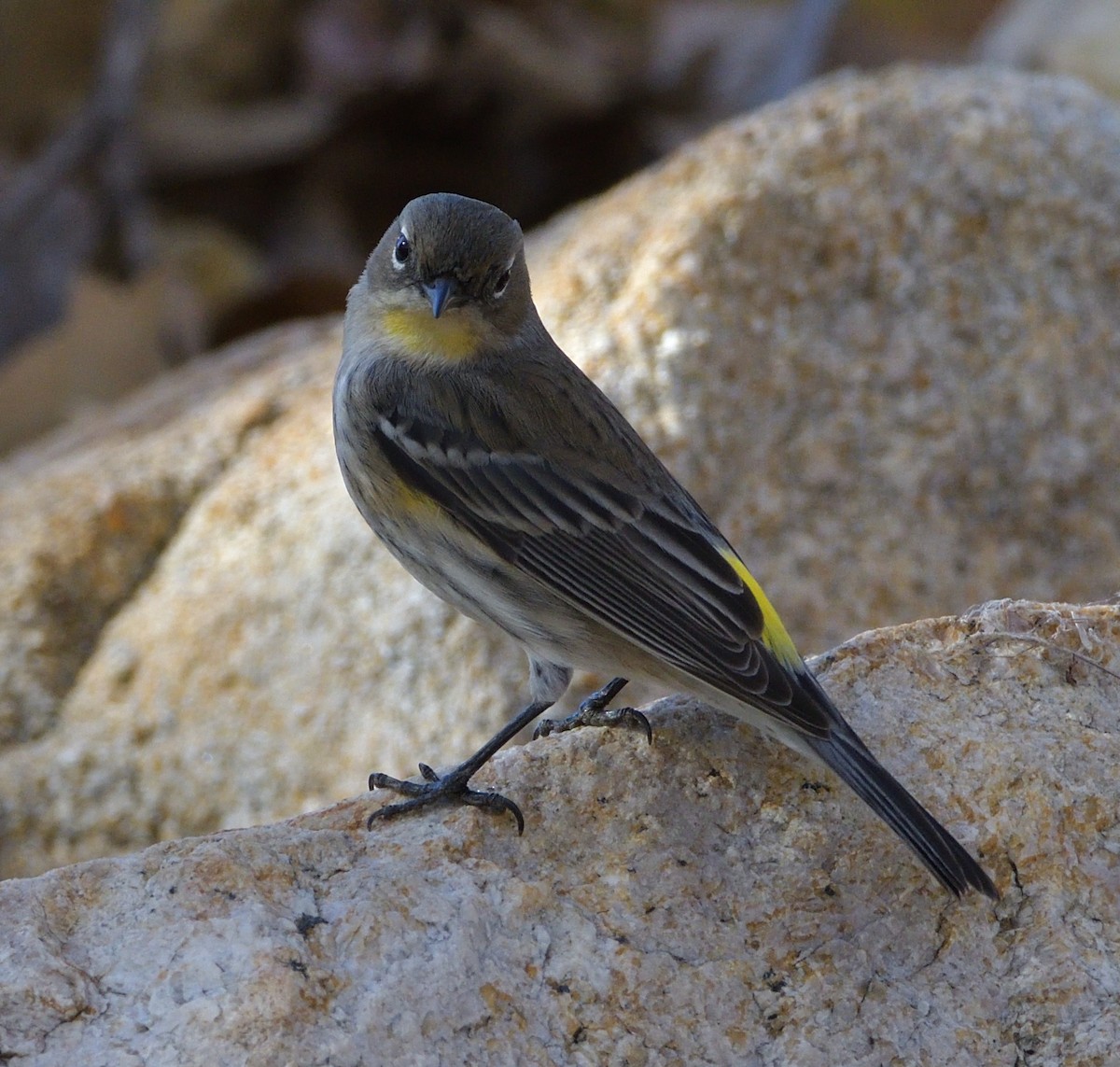 Yellow-rumped Warbler (Audubon's) - ML287935191