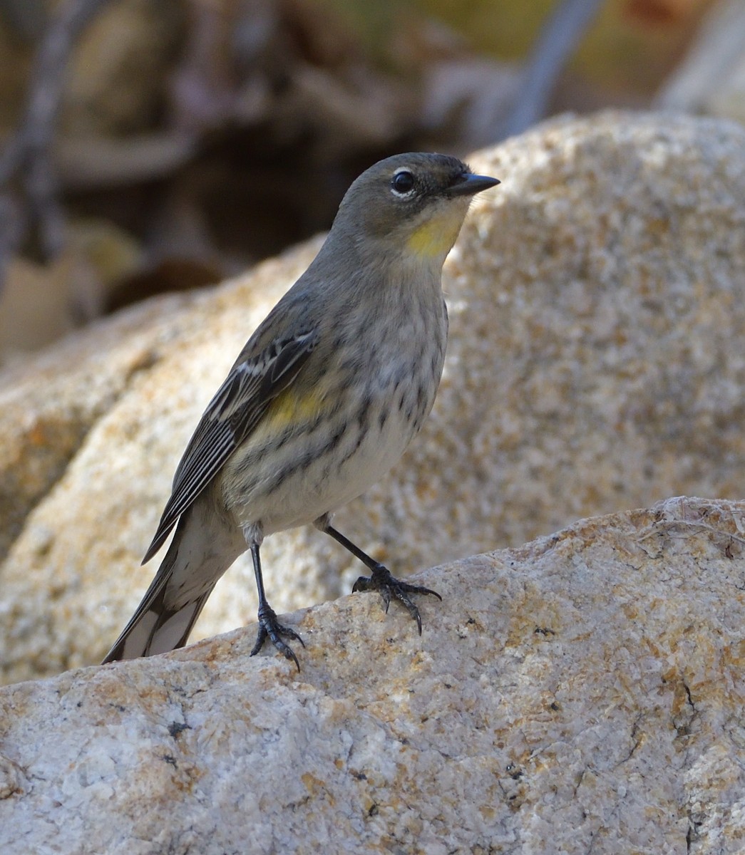 Yellow-rumped Warbler (Audubon's) - ML287935201