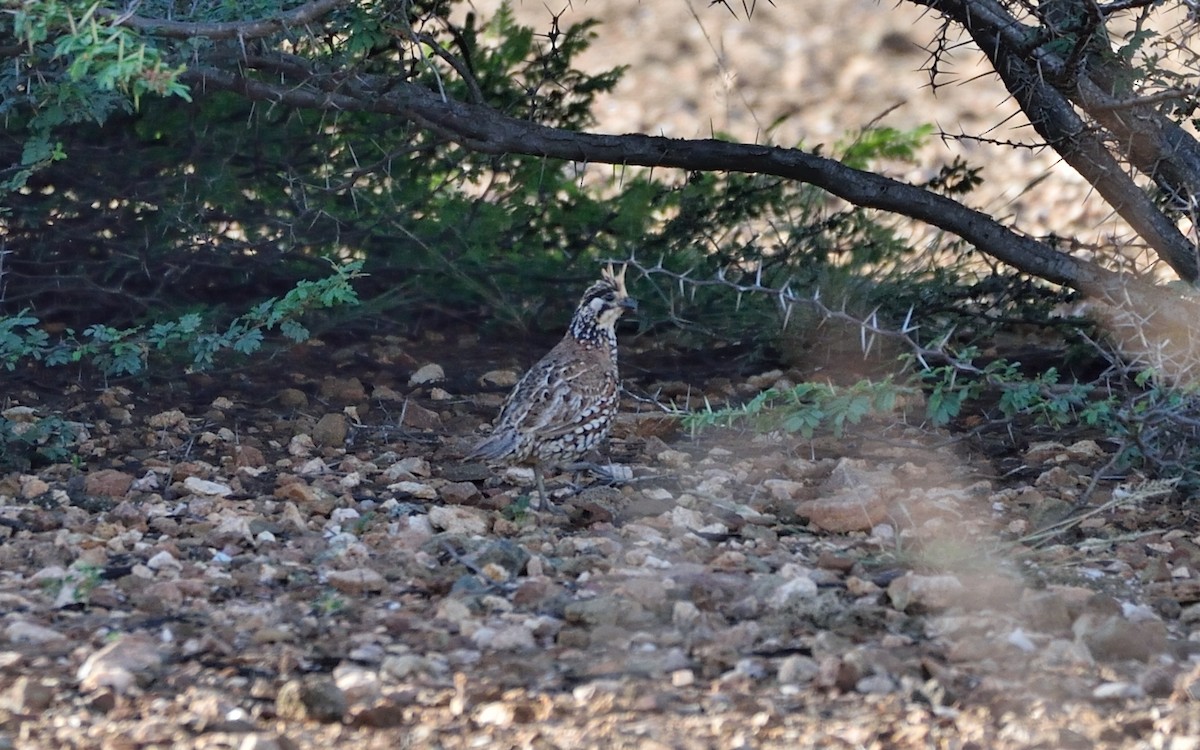 Crested Bobwhite - ML287936111