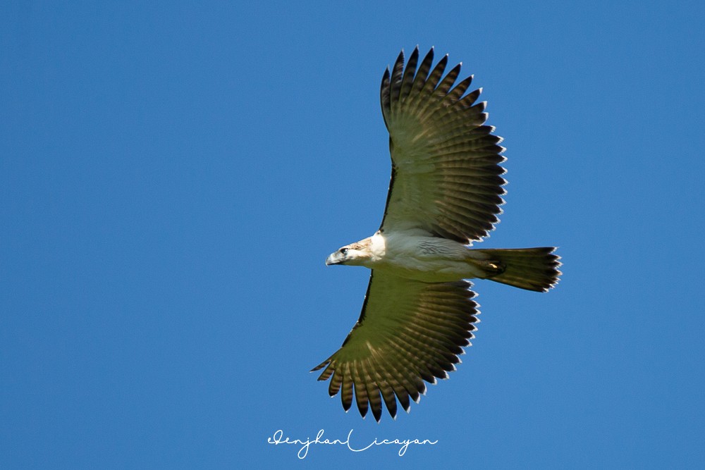 Philippine Eagle - ML287937431