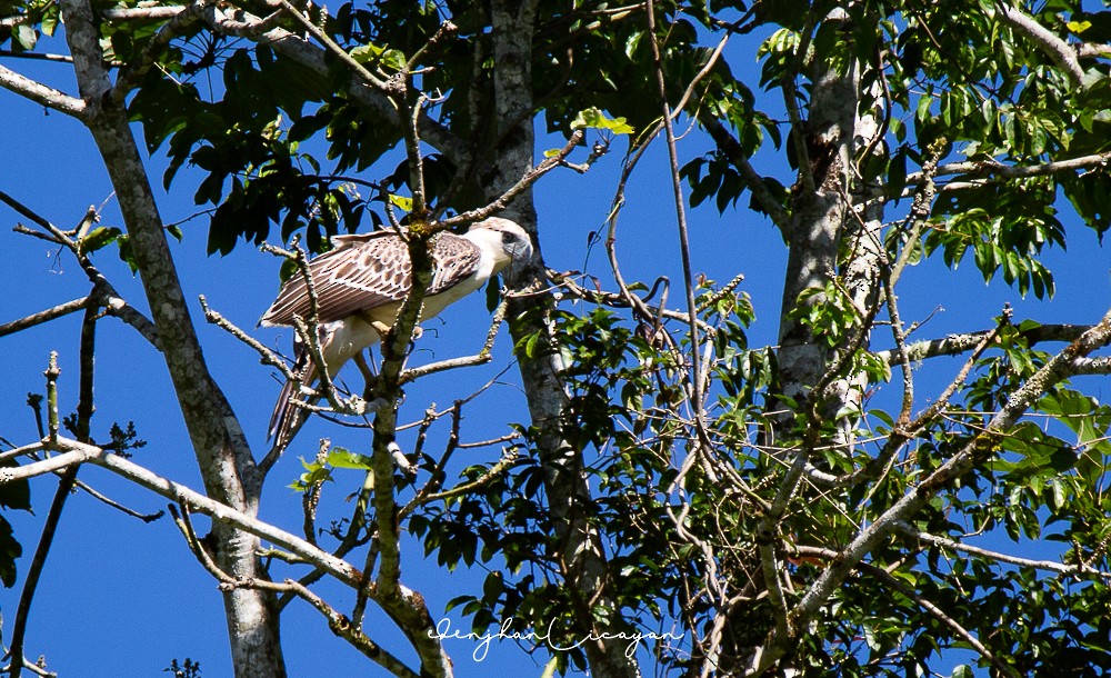 Philippine Eagle - ML287937441