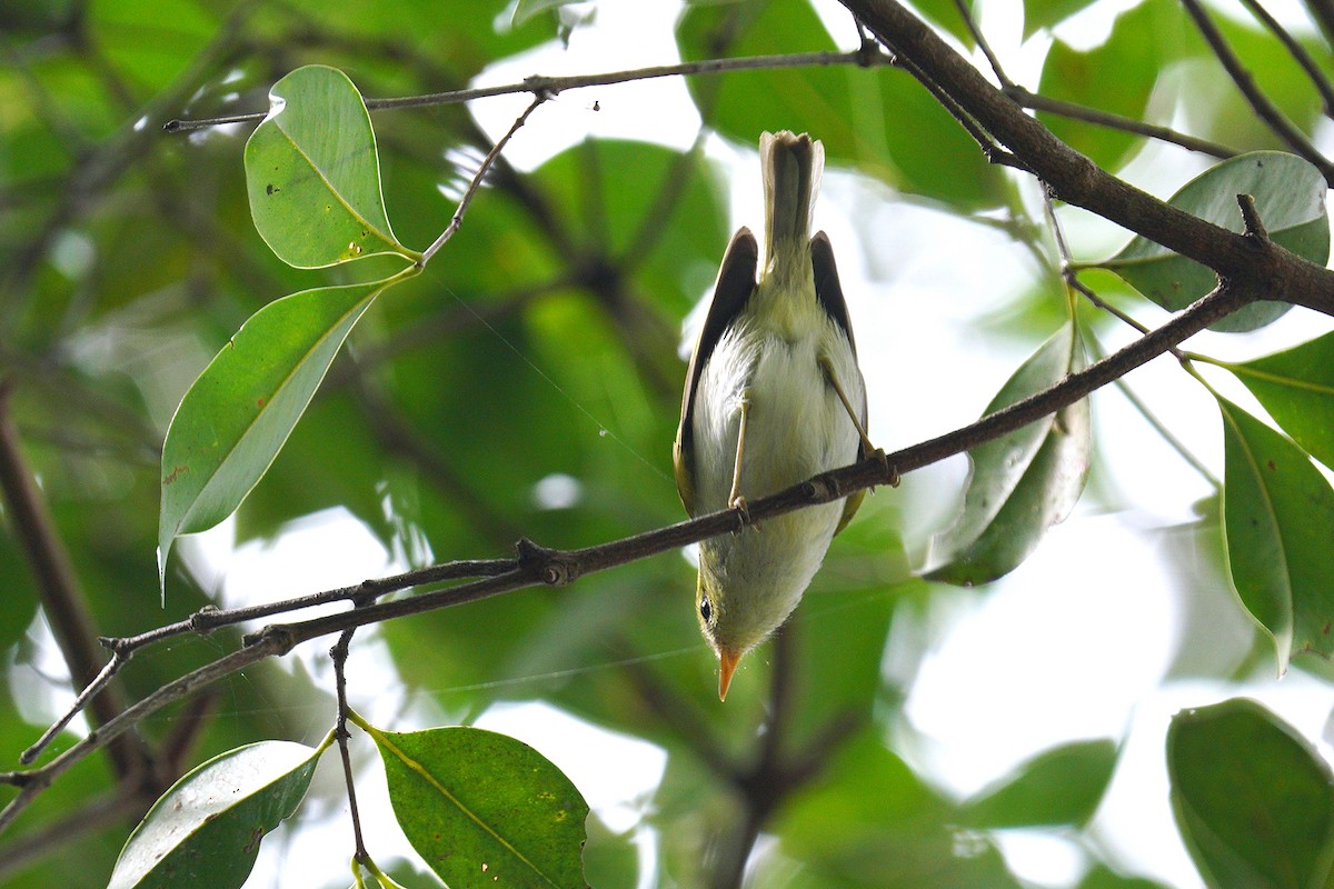 Kloss's Leaf Warbler - Roman Lo