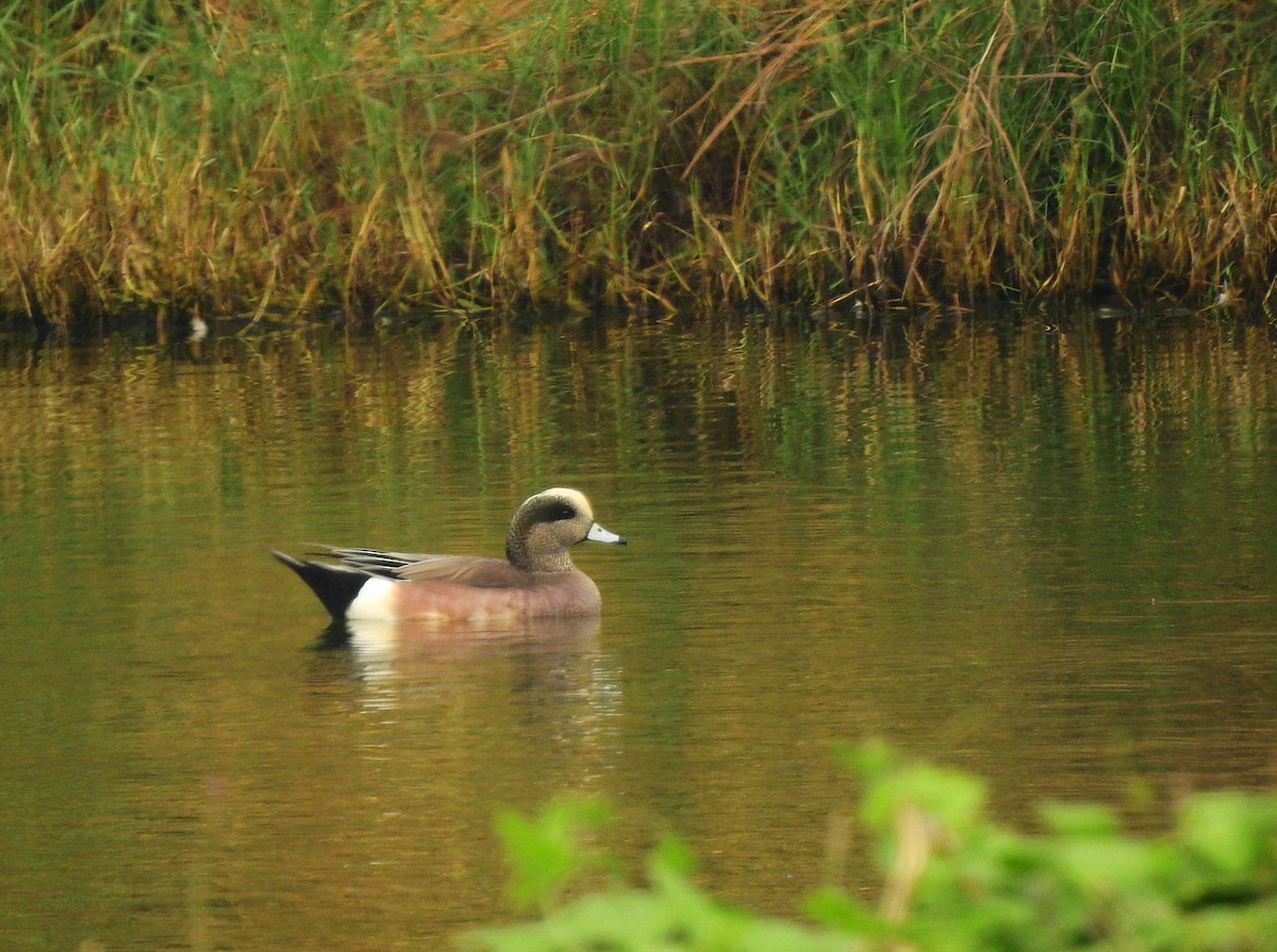 American Wigeon - Maggie Chen