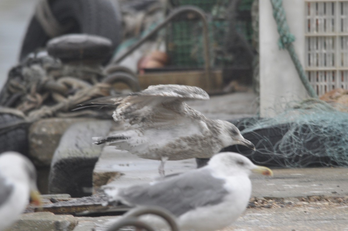 Herring Gull - ML287938621