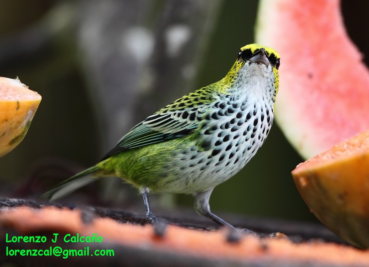 Speckled Tanager - Lorenzo Calcaño