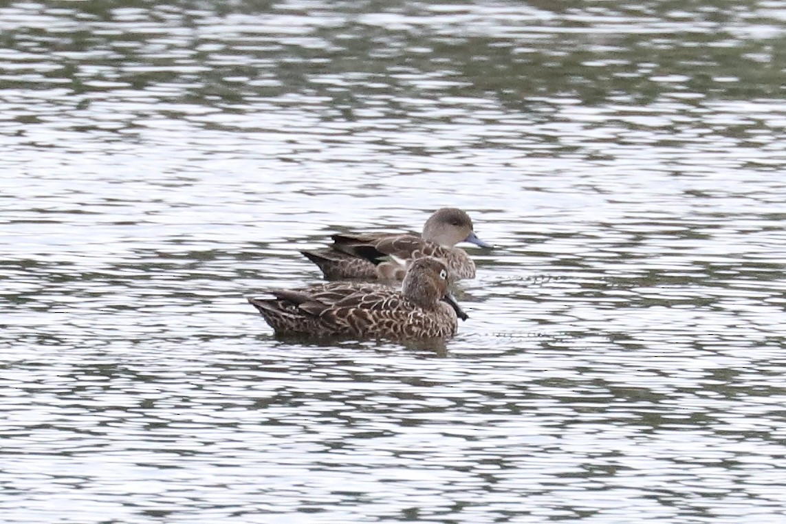 Australasian Shoveler - ML287939721