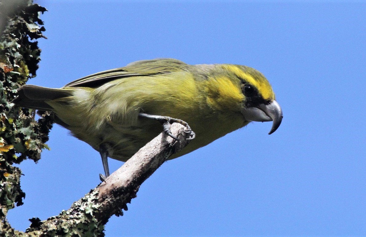 Maui Parrotbill - Ken Watkins