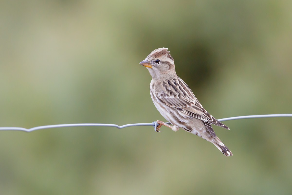 Rock Sparrow - ML287940681