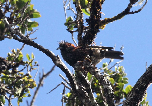 Haubenkleidervogel - ML287942601