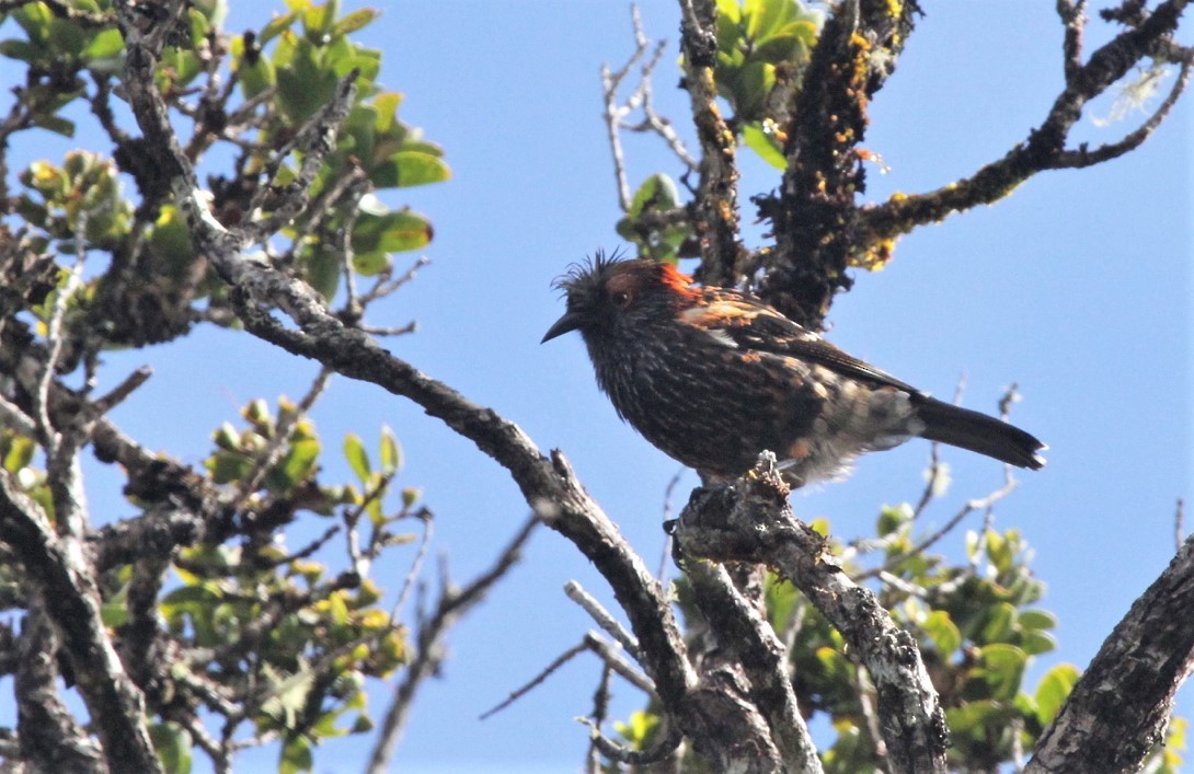 Haubenkleidervogel - ML287942621