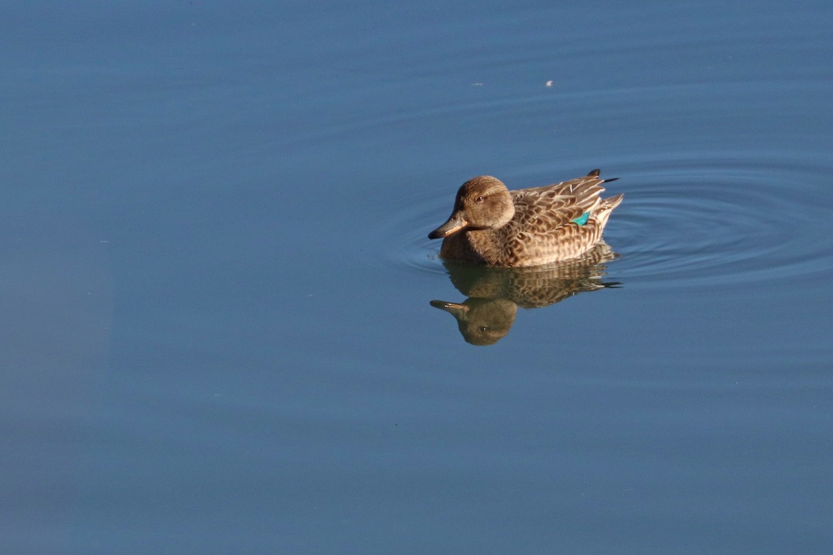 Green-winged Teal (Eurasian) - ML287946771