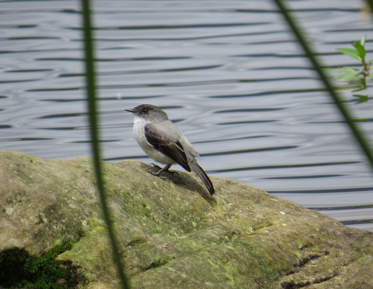 Torrent Tyrannulet - ML28794811